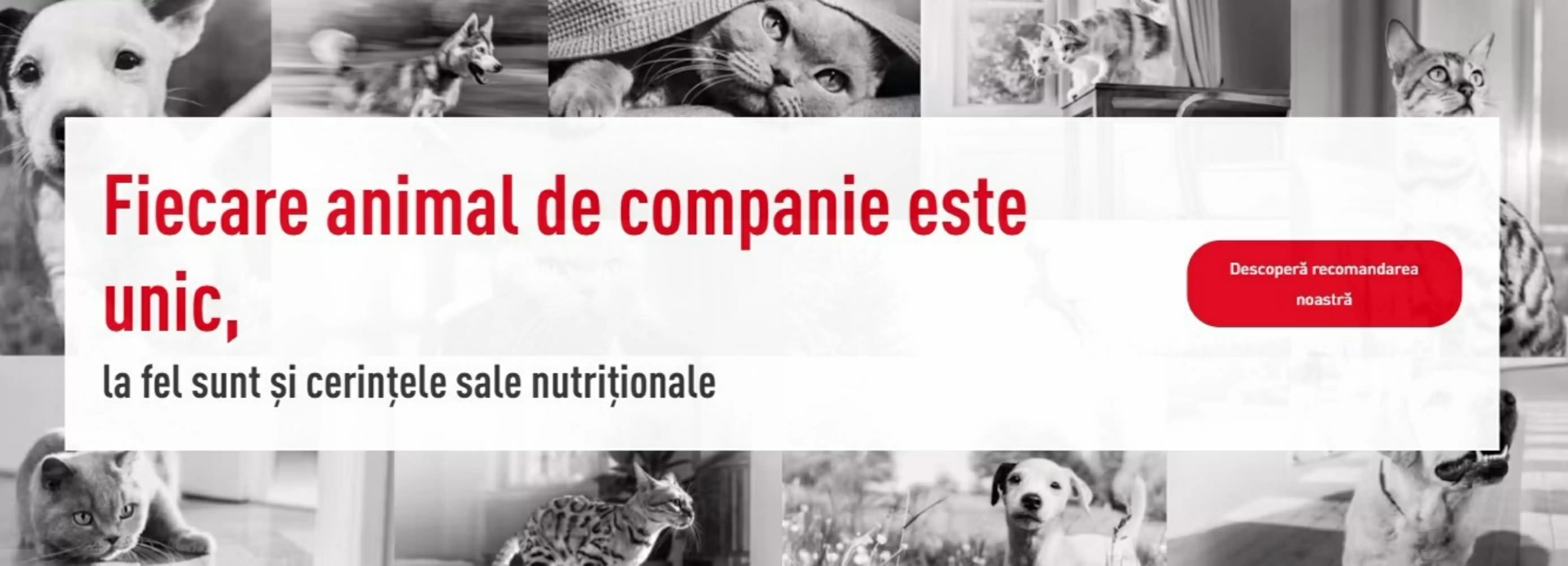 Royal-Canin Catalog 25.07.2025 - 18.08.2025
